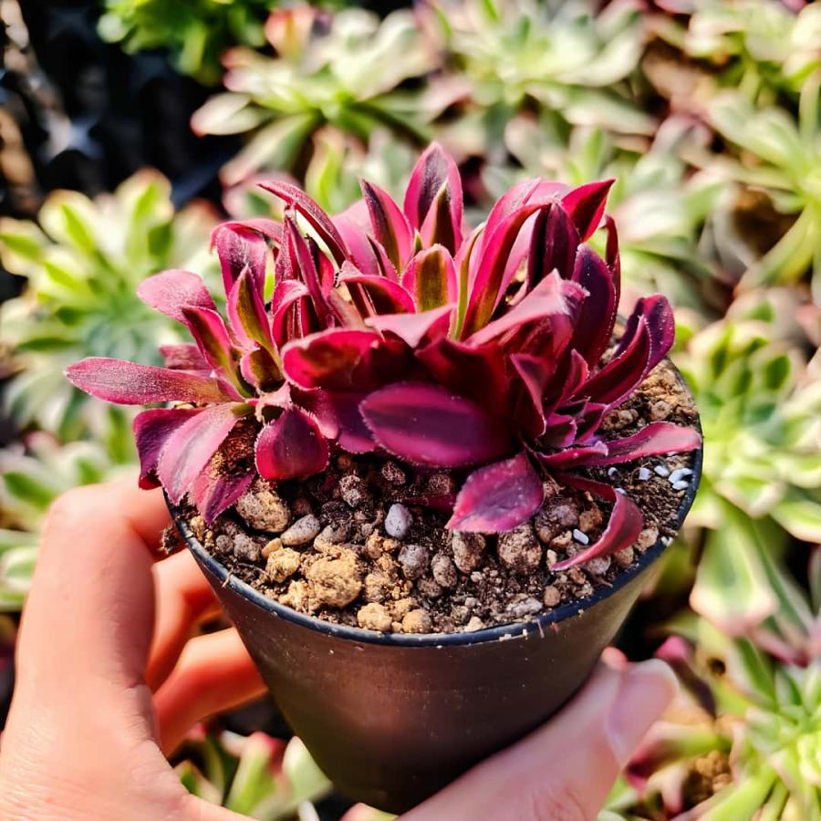 農園直売 多肉植物 アエオニウム属 金雀（群） 新品種 観葉植物