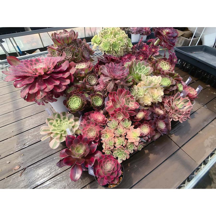 期間限定増量 農園直売 送料無料 多肉植物 アエオニウム属、1点選べる