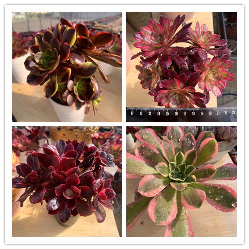 期間限定増量 農園直売 送料無料 多肉植物 アエオニウム属、1点選べる