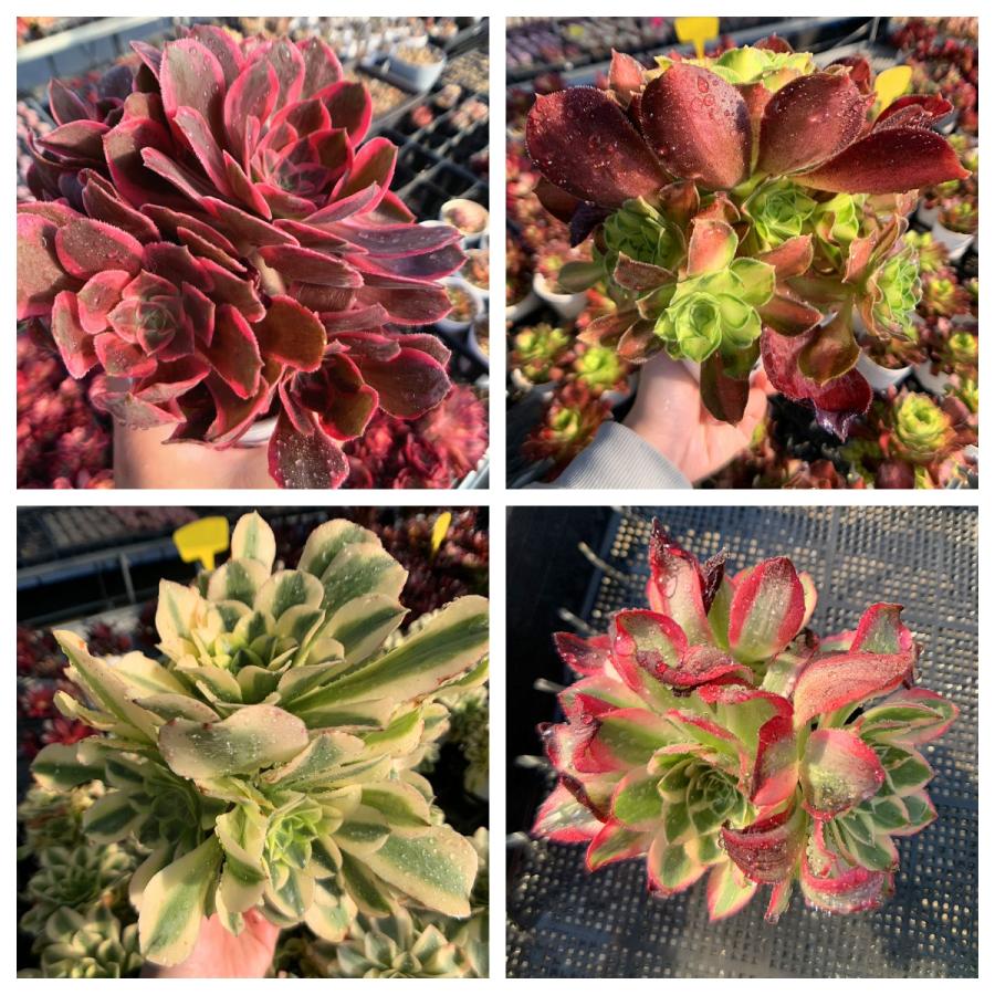 期間限定増量 農園直売 送料無料 多肉植物 アエオニウム属、1点選べる