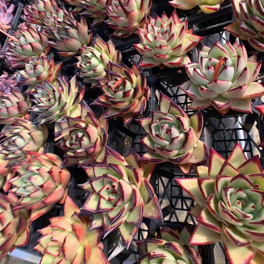 農園直売 多肉植物 寄せ植え エケベリア属 優選原種エボニー（超美苗