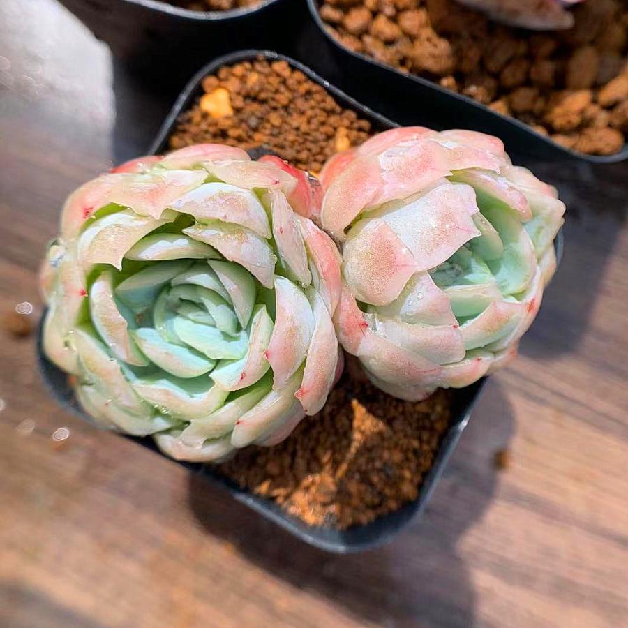 農園直売 多肉植物 寄せ植え エケベリア属 ラズベリーアイス（大）美苗