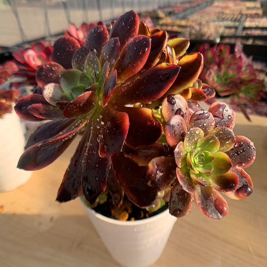 農園直売 多肉植物 寄せ植え アエオニウム属 ベルベット錦 群 特大