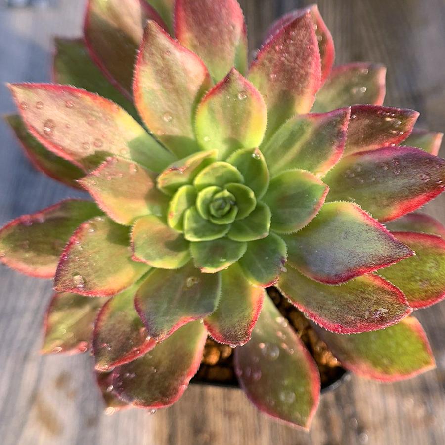 農園直売 多肉植物 寄せ植え アエオニウム属 ハロウィン錦 子付き 大