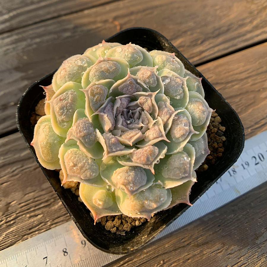 農園直売 多肉植物 寄せ植え エケベリア属 ハートチョイス 希少 抜き苗