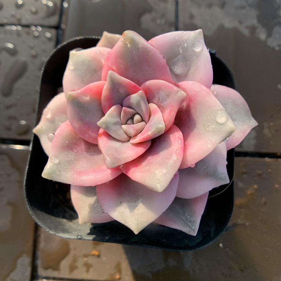 農園直売 多肉植物 寄せ植え パープルディライト覆輪錦（単） 抜き苗