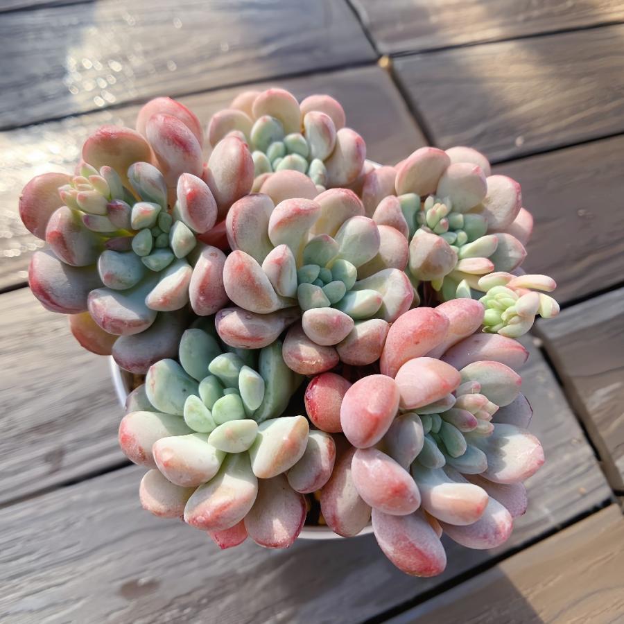 農園直売 多肉植物 寄せ植え Graptoveria 'Moemame'萌豆（群）抜き苗