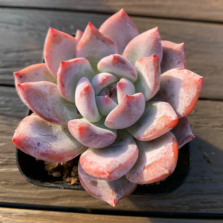 農園直売 多肉植物 寄せ植え エケベリア属 モンローxコロラータ（単