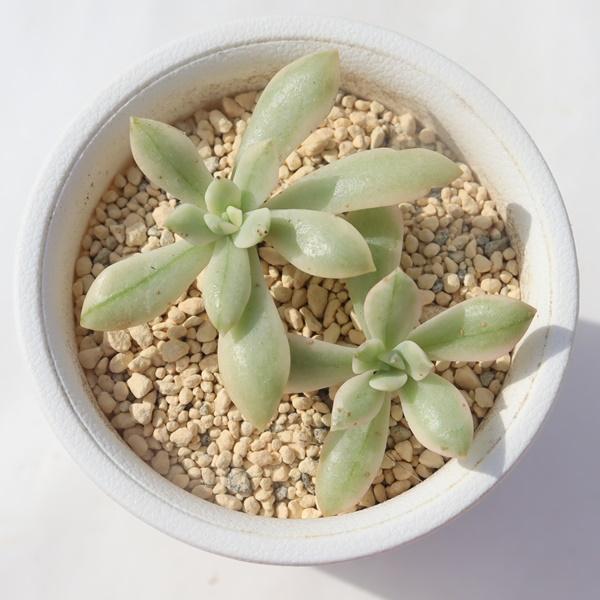 ミニベル錦 TK-10-7 エケベリア 写真の子をお届け 多肉植物 エケベリア