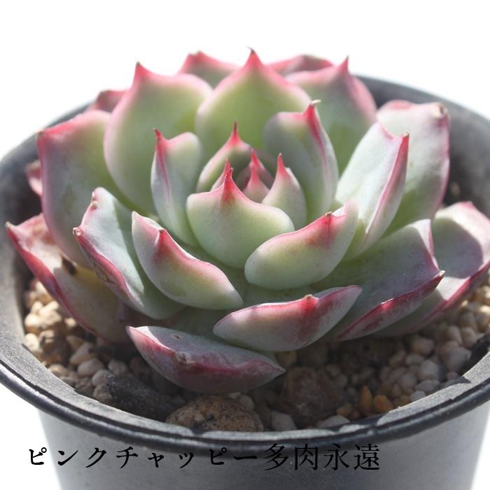 ピンクチップス エケベリア 2寸ポット 韓国苗 弁慶草科 多肉植物 苗