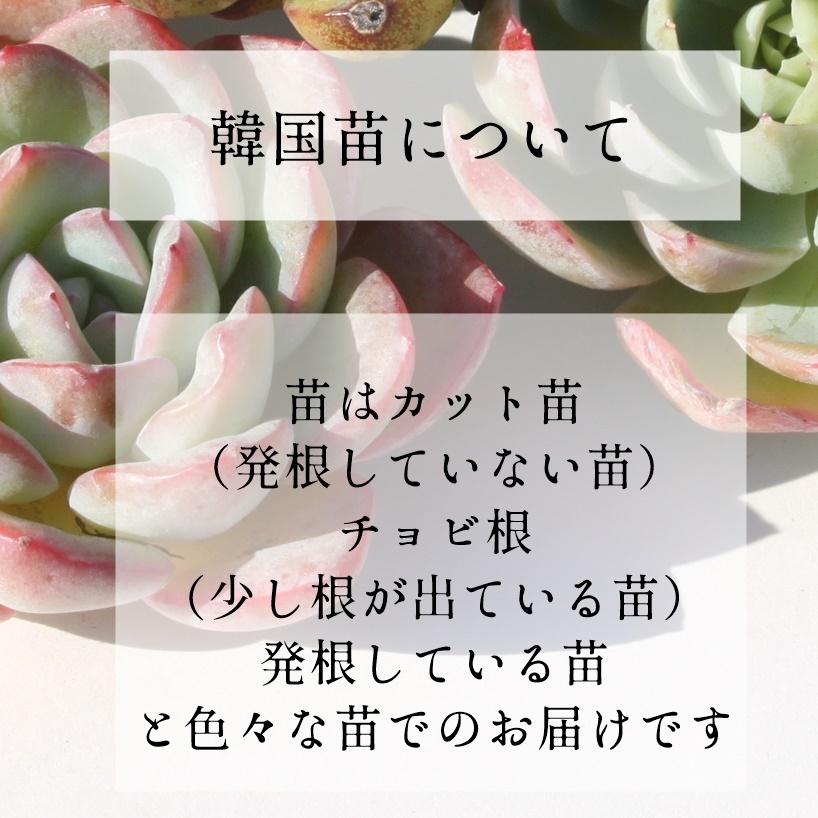韓国苗 エケベリア おまかせ5種類セット 多肉植物 S〜Mサイズ カット苗