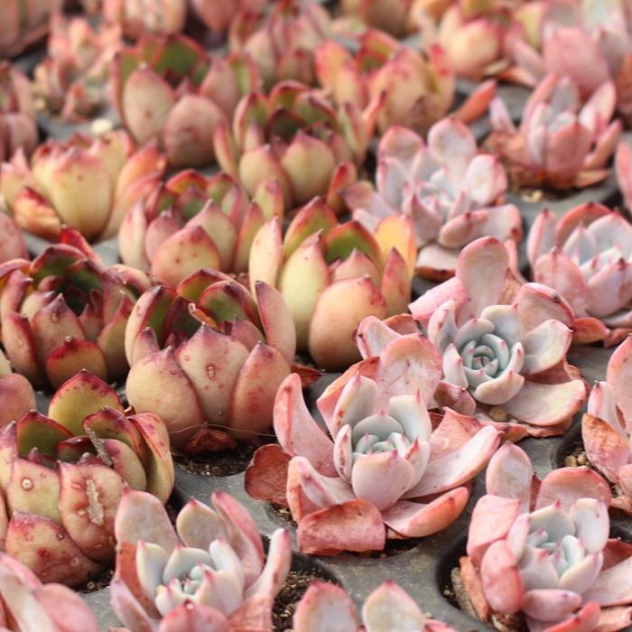 韓国苗 エケベリア おまかせ5種類セット 多肉植物 S〜Mサイズ カット苗