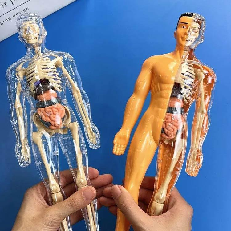 人体模型 玩具 知育玩具 人体構造 内臓 骨格 解剖 組み立て式 モデル