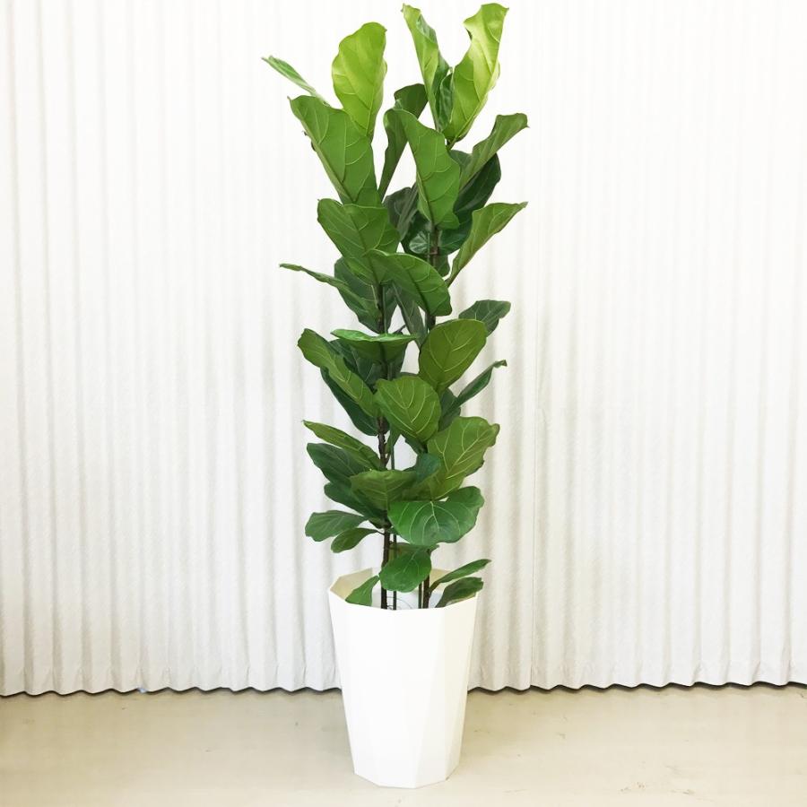 送料無料 カシワバゴム ゴムの木 フィカス リラータ 10号 観葉植物 10