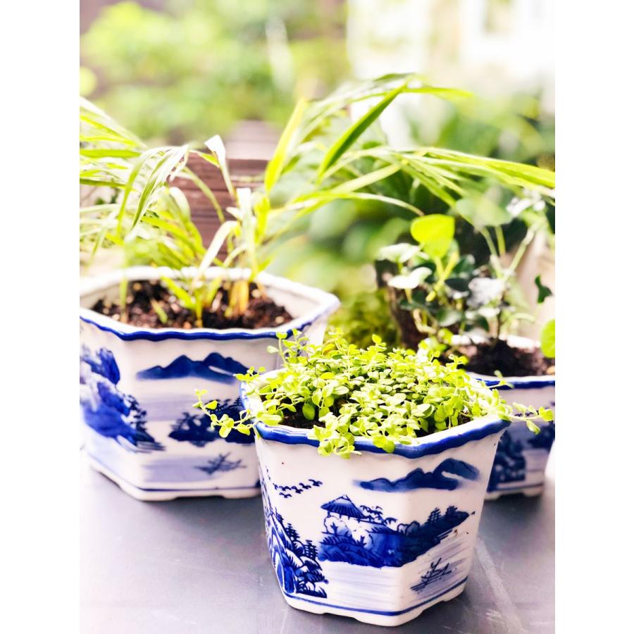 THE-SECRET-GARDEN シノワズリ プランター 3セット 青白陶器 ブルー