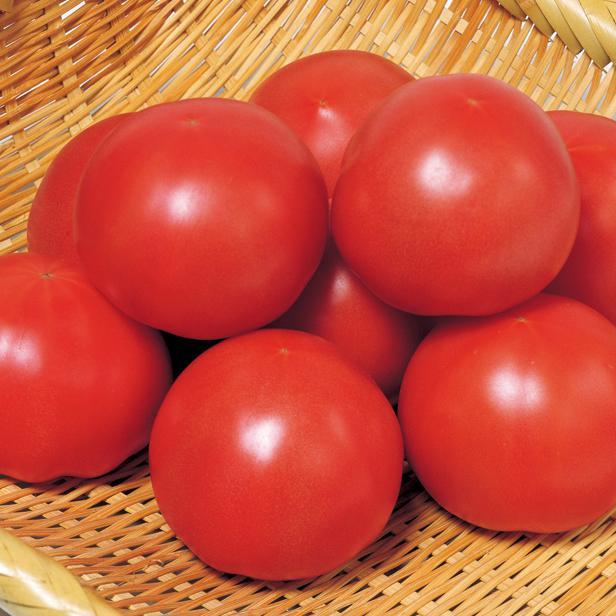 受注生産】大玉トマト 接木苗 りんか409 9cmポット 24本 野菜苗 トマト