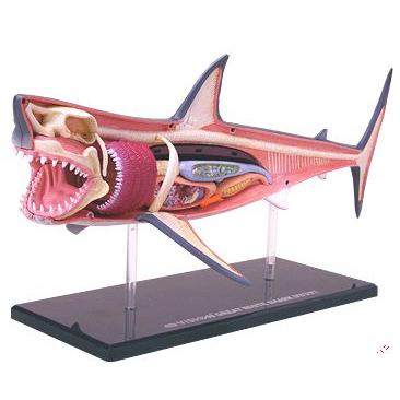 4D立体パズル動物解剖モデル サメ Great white shark : 海猫屋 Yahoo
