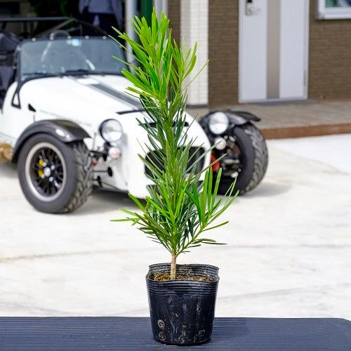 ラカンマキ 樹高0.3m前後 10.5cmポット （10本セット）（送料無料） 苗