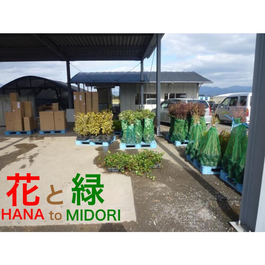 ラカンマキ 樹高0.3m前後 10.5cmポット （10本セット）（送料無料） 苗