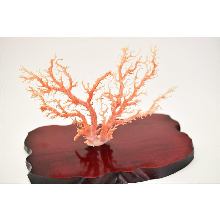 天然 ピンク珊瑚 原木 (約438g) 台座含む 置物 鑑別書付き 本珊瑚 天然