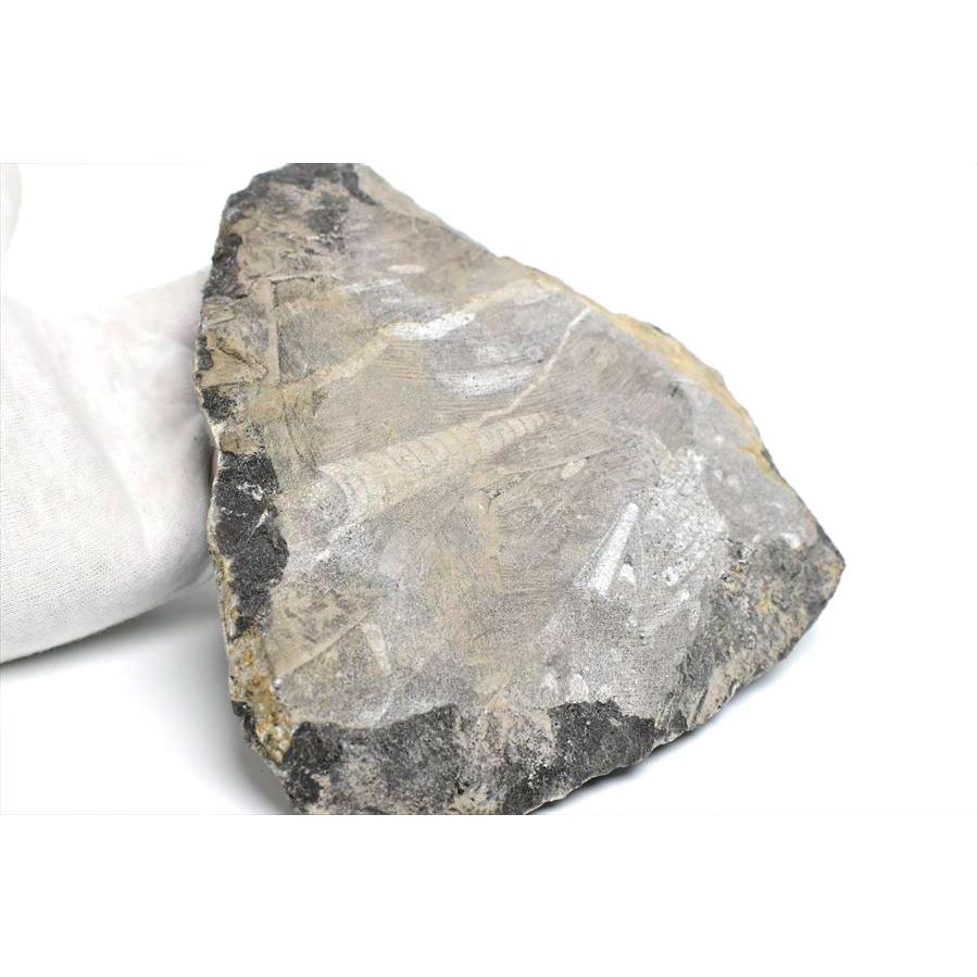 オルソセラス 直角貝 化石 プレート（約1061.5g）スタンド付き