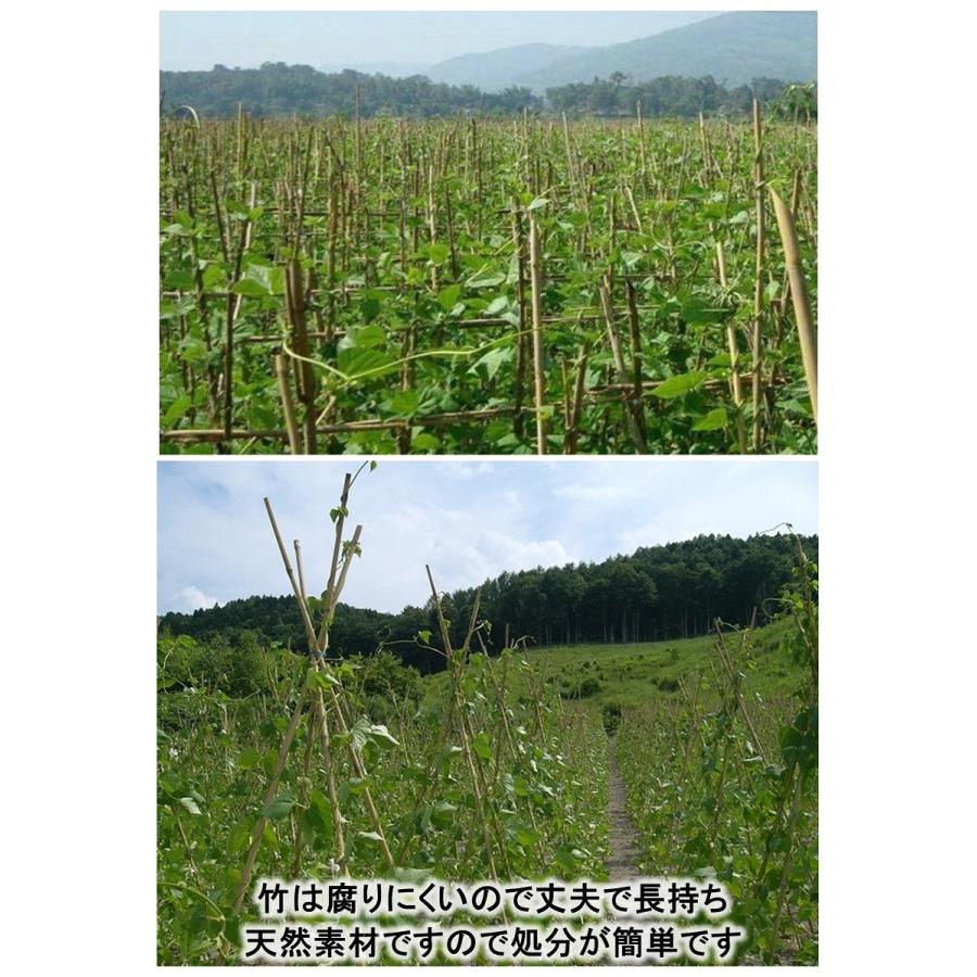 女竹 210cm 5本 篠竹 天然竹 竹支柱 添え木 園芸用 農業用 定植時支柱