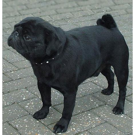 パグ ブラック 犬キーホルダー バンカクラフト 革物語 VANCA CRAFT