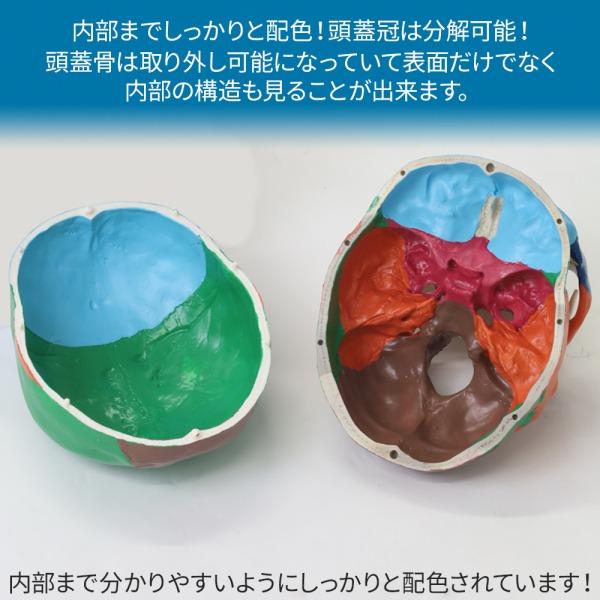 頭蓋骨 模型 人体模型 骨 標本 カラー 分解 歯科 耳鼻科 眼科 頭蓋骨