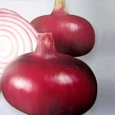 野菜の苗 赤タマネギ 赤玉 玉葱苗 玉ねぎ 約50本 : ベジタブルガーデン