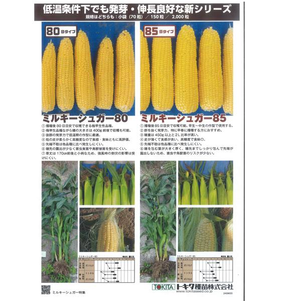 野菜の種/種子 ミルキーシュガー 85日タイプ・とうもろこし