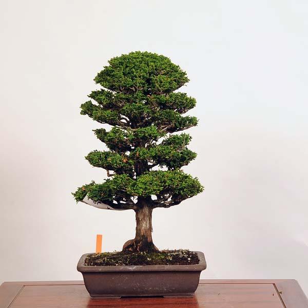 盆栽 特選：津山桧（ひのき） 現品* ヒノキ hinoki bonsai 中品盆栽