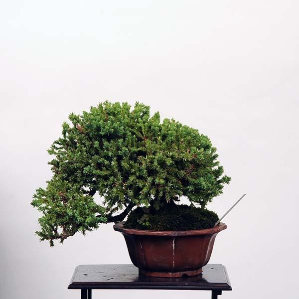 小品盆栽：磯馴れ（ソナレ）現品*そなれ sonare 送料無料 : 遊恵盆栽