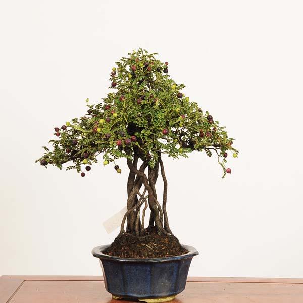 盆栽：磯山椒(いそざんしょう)現品*サンショウ Isozansyo Osreomeles