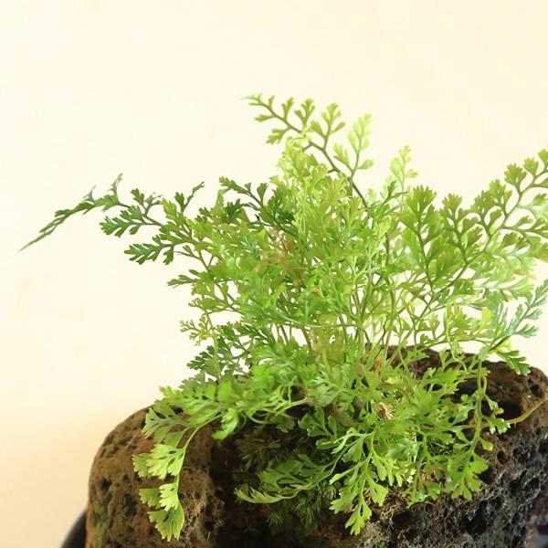 山野草：トキワシノブ石付（ゆうき祥石 受け皿付）* しのぶ夏納涼風情