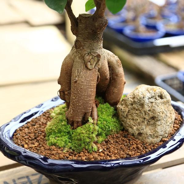 がじゅまる盆栽： 特選ガジュマル 多幸の樹*苔・石付き 青軸変形鉢