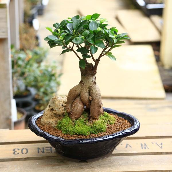 がじゅまる盆栽： 特選ガジュマル 多幸の樹*苔・石付き 青軸変形鉢