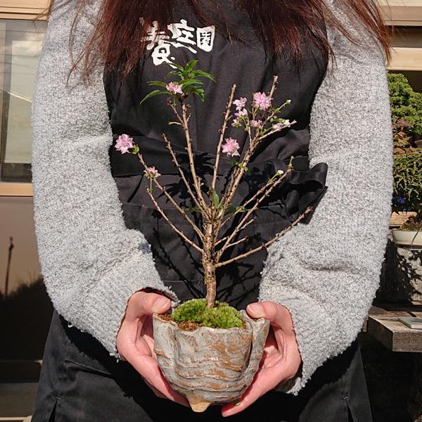 桜ミニ盆栽 ：富士桜淋宝（信楽花型小鉢）*苔と受け皿付き(2024年春