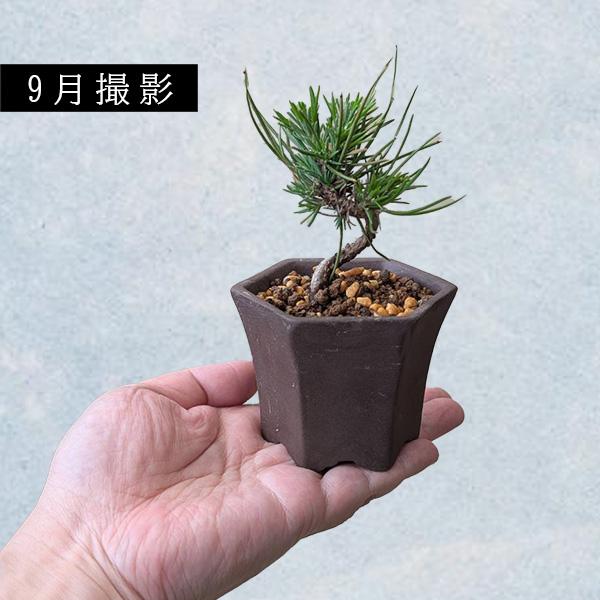 ミニ盆栽：三河黒松*（土物反六角陶器鉢）鉢植え お試しおためし盆栽に