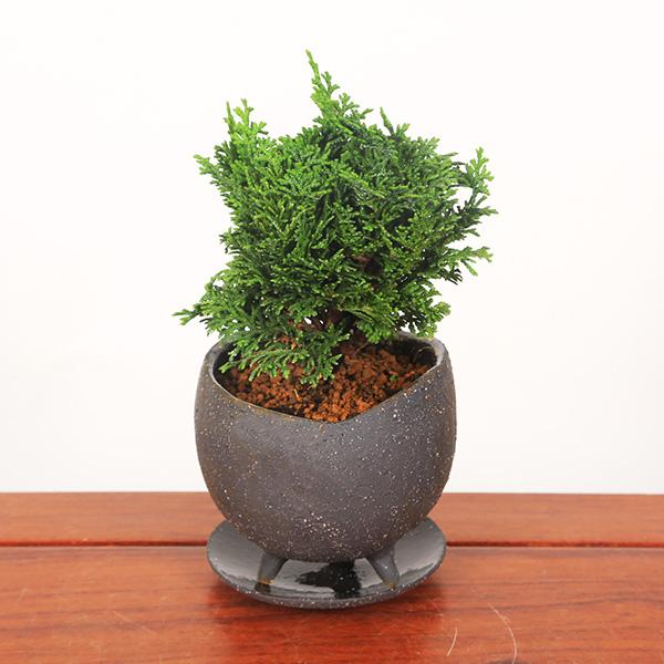 盆栽：モダン盆栽 津山桧(つやまひのき)*＜モダン足付鉢 受け皿付き