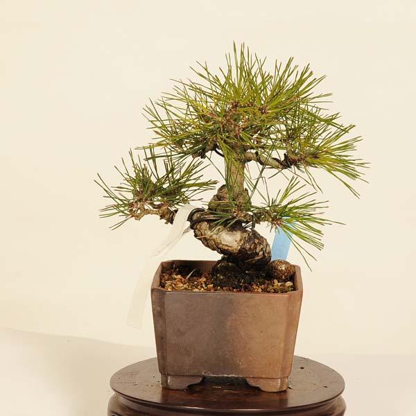 盆栽：赤松（アカマツ）*現品 あかまつ Akamatsu bomsai Pinus