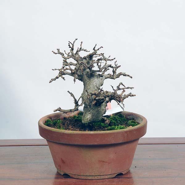 小品盆栽：いわしで 現品*イワシデ Iwashidei送料無料 : 遊恵盆栽