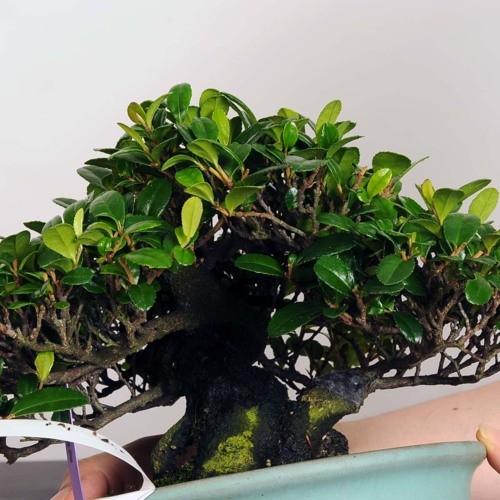 小品盆栽：浜姫榊（ハマヒサカキ）【現品】*【送料無料】 : 遊恵盆栽