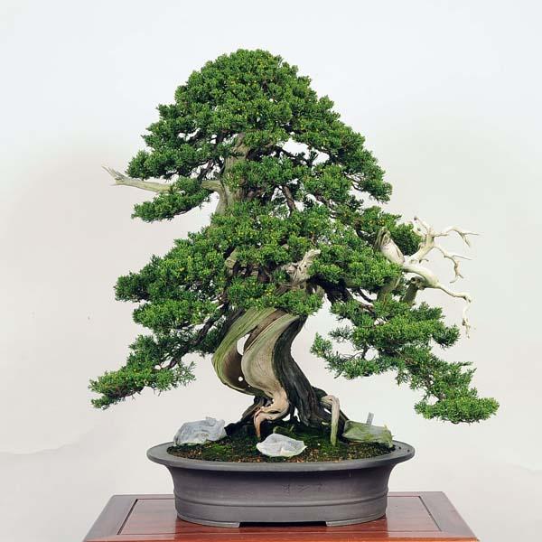 盆栽：特選糸魚川真柏 現品* しんぱく シンパク Shinpaku bonsai 大品