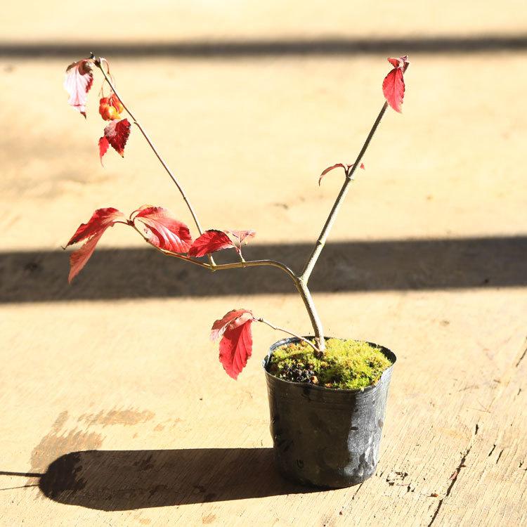 苗：オトコヨウゾメ*おとこようぞめ : 遊恵盆栽 Yahoo!店 - 通販