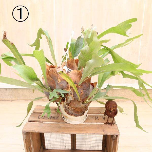 観葉植物 おしゃれ：コウモリラン ビカクシダ ビフルカツム*大 吊り