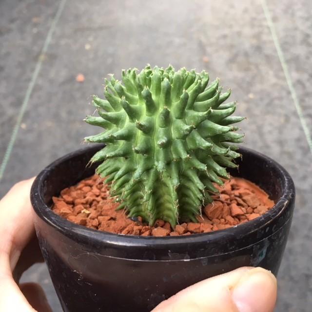 多肉植物：ドラゴンボール（ユーフォルビア スザンナエ）*瑠璃晃