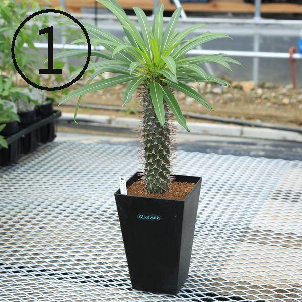 多肉植物：パキポディウム ゲアイー 亜阿相界*現品選べます : 遊恵盆栽