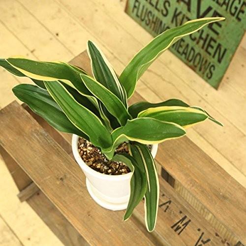 観葉植物 おしゃれ：オモト 万年青*4号 白陶器鉢 受皿付 Mse : 遊恵