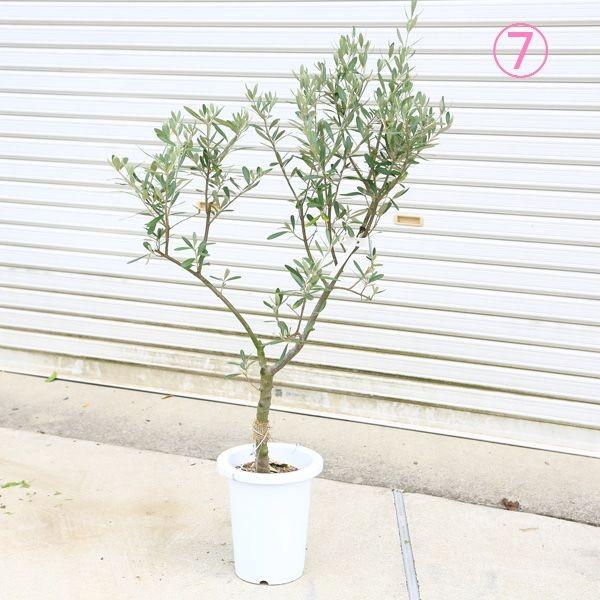 観葉植物 おしゃれ：オリーブの木 *SOUJU（創樹） シプレッシーノ 現品