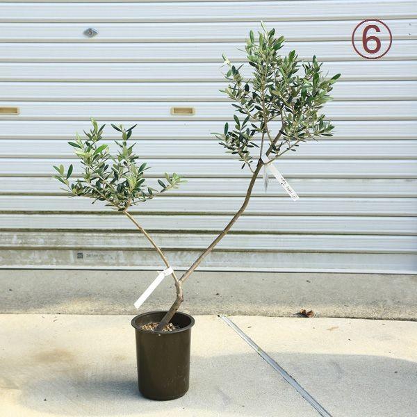 観葉植物 おしゃれ：オリーブの木 6号*SOUJU（創樹) マンザニロ 現品